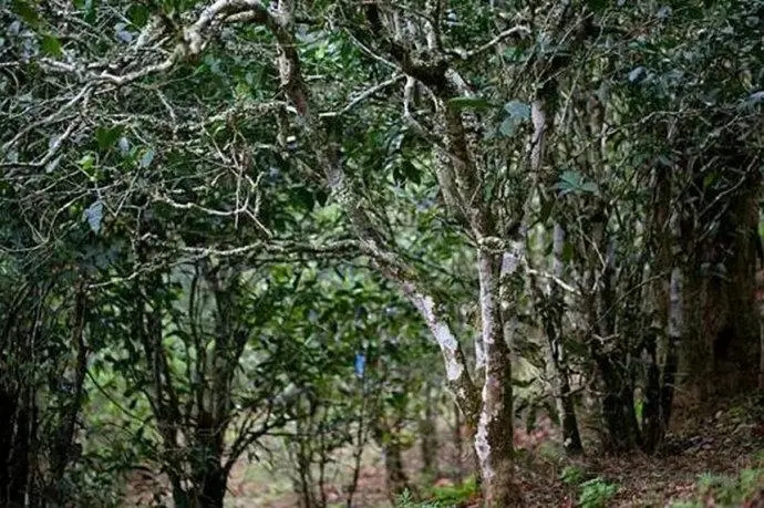 2022年高山寨古樹春茶特點(diǎn)？