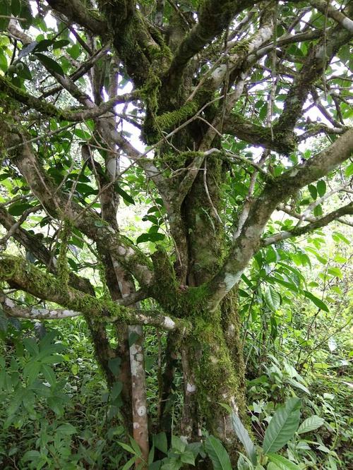 2022年高山寨古樹春茶口感？