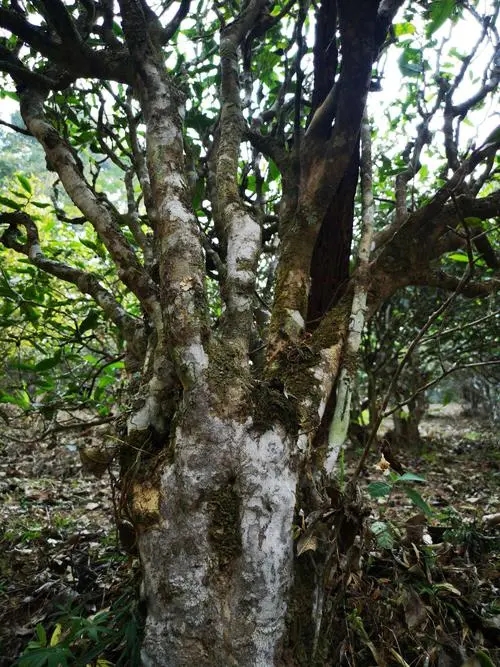 2022年高山寨古樹春茶價格？