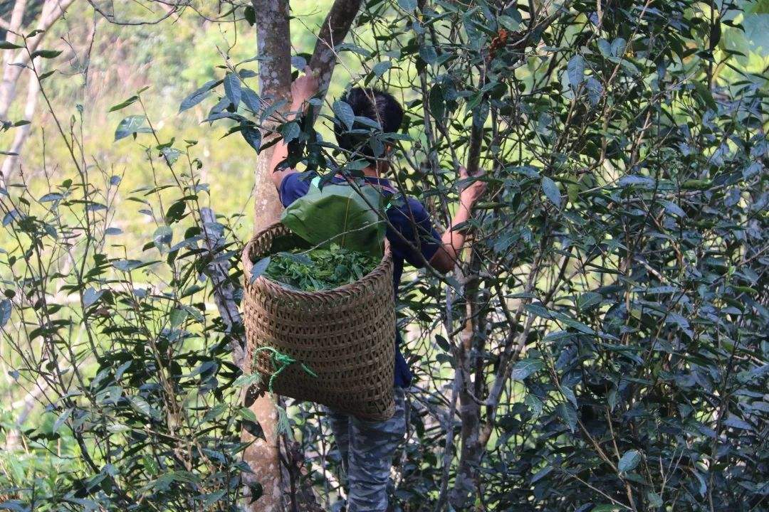 2022年百花潭古樹春茶特點(diǎn)？