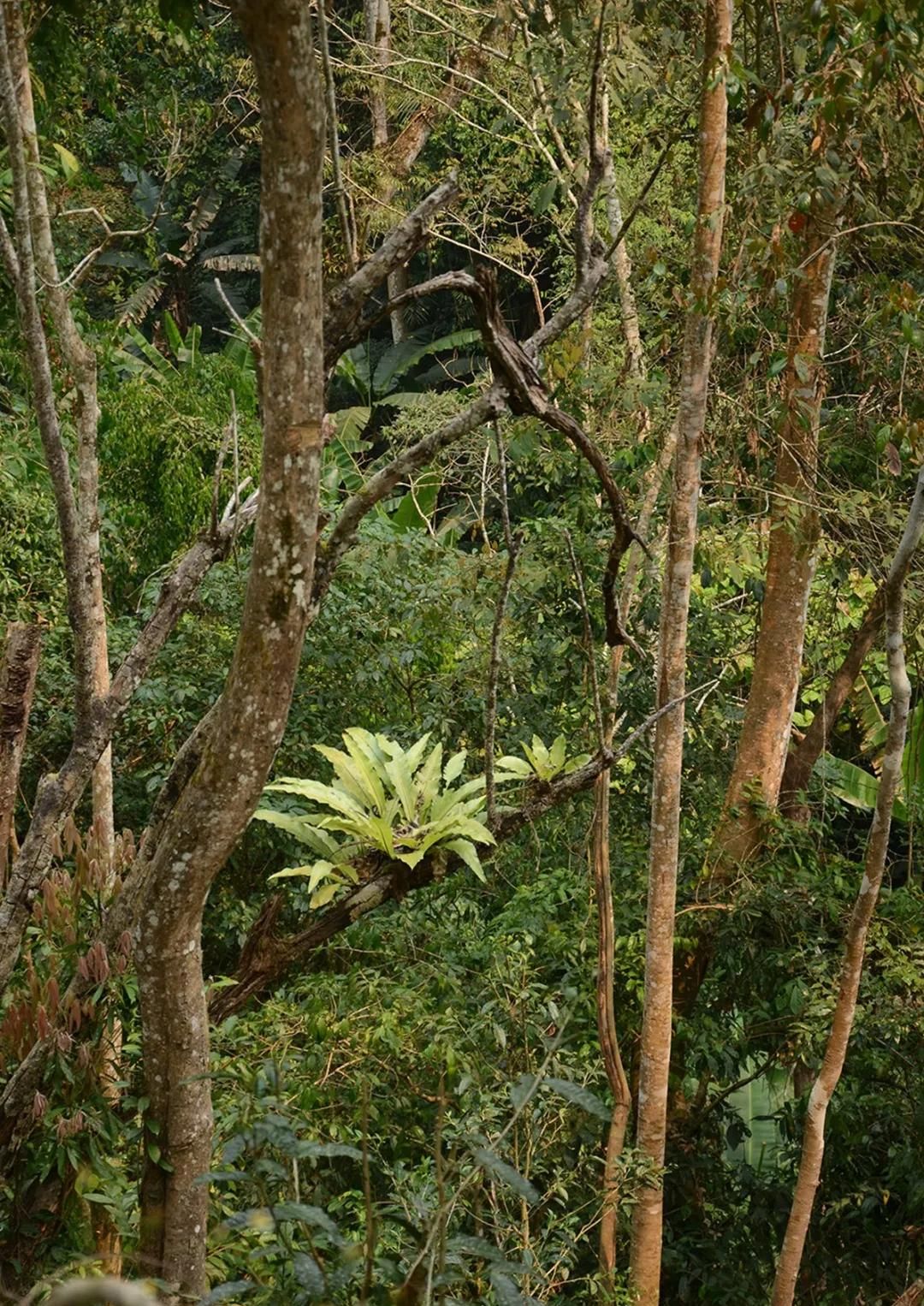 2022年百花潭古樹春茶多少錢一公斤？