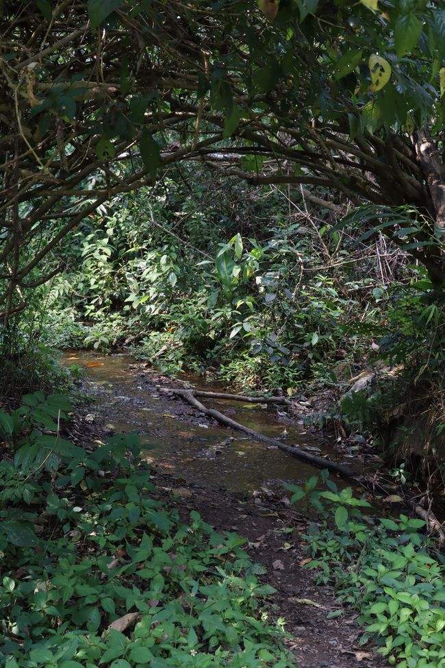 2022年蟒蛇箐古樹春茶特點？