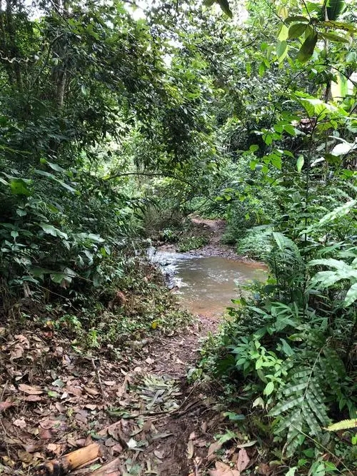 2022年蟒蛇箐古樹春茶價格？