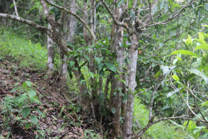 2022年銅箐河古樹春茶多少錢一公斤？