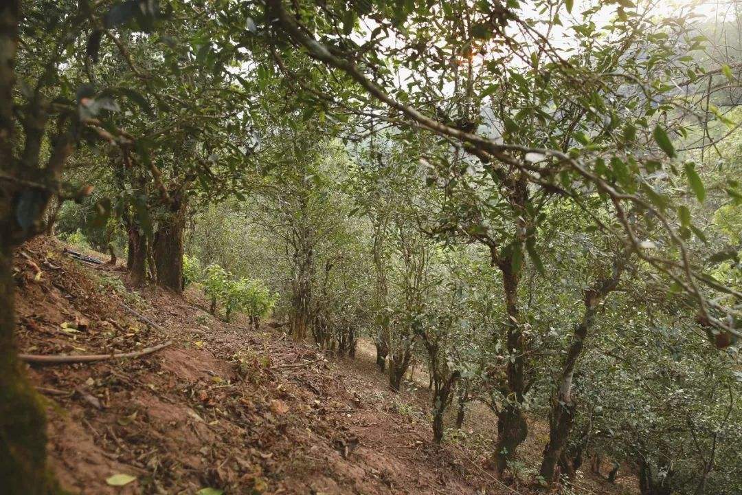 2022年倚邦曼拱古樹春茶口感？