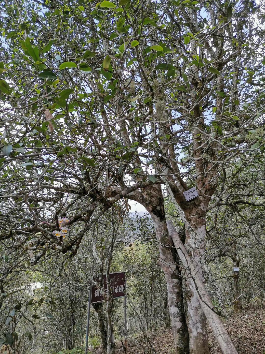 2022年大黑樹林古樹春茶特點？