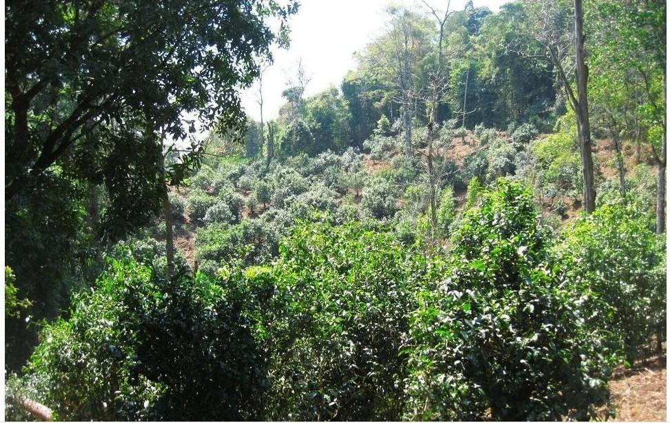 2022年大黑樹林古樹春茶口感？