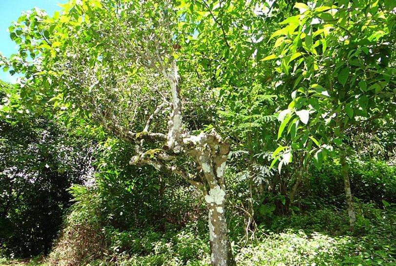 2022年大黑樹(shù)林古樹(shù)春茶價(jià)格？