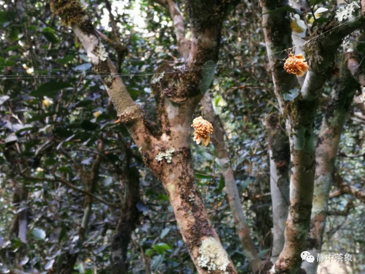 2022年大黑森林古樹(shù)春茶多少錢(qián)一公斤？