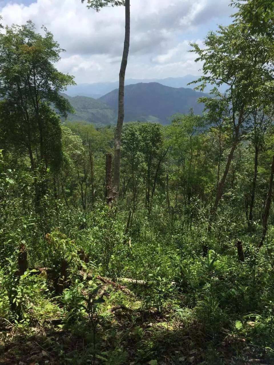 2022年一泡曼松古樹(shù)春茶？一飲帝王味……