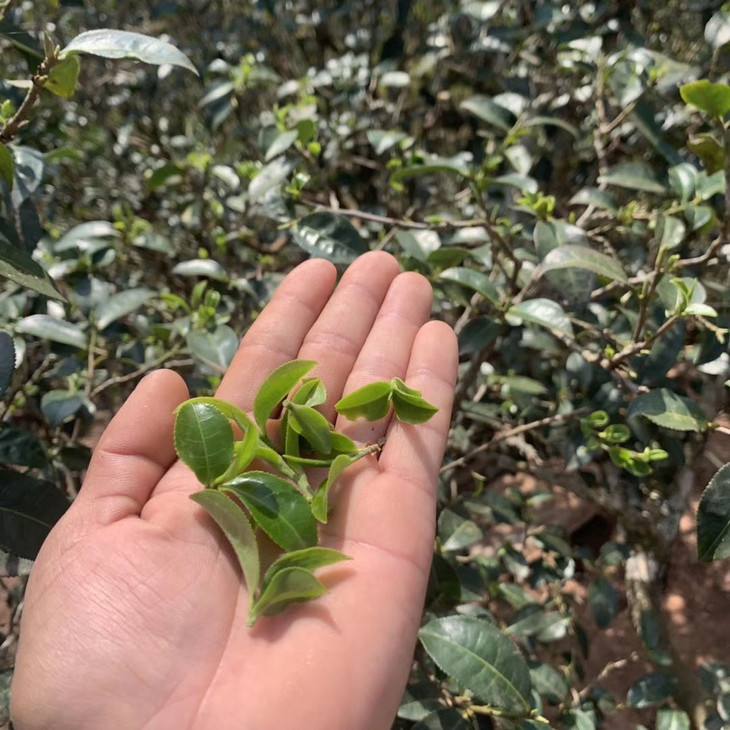 2022年倚邦貓耳朵古樹春茶口感？