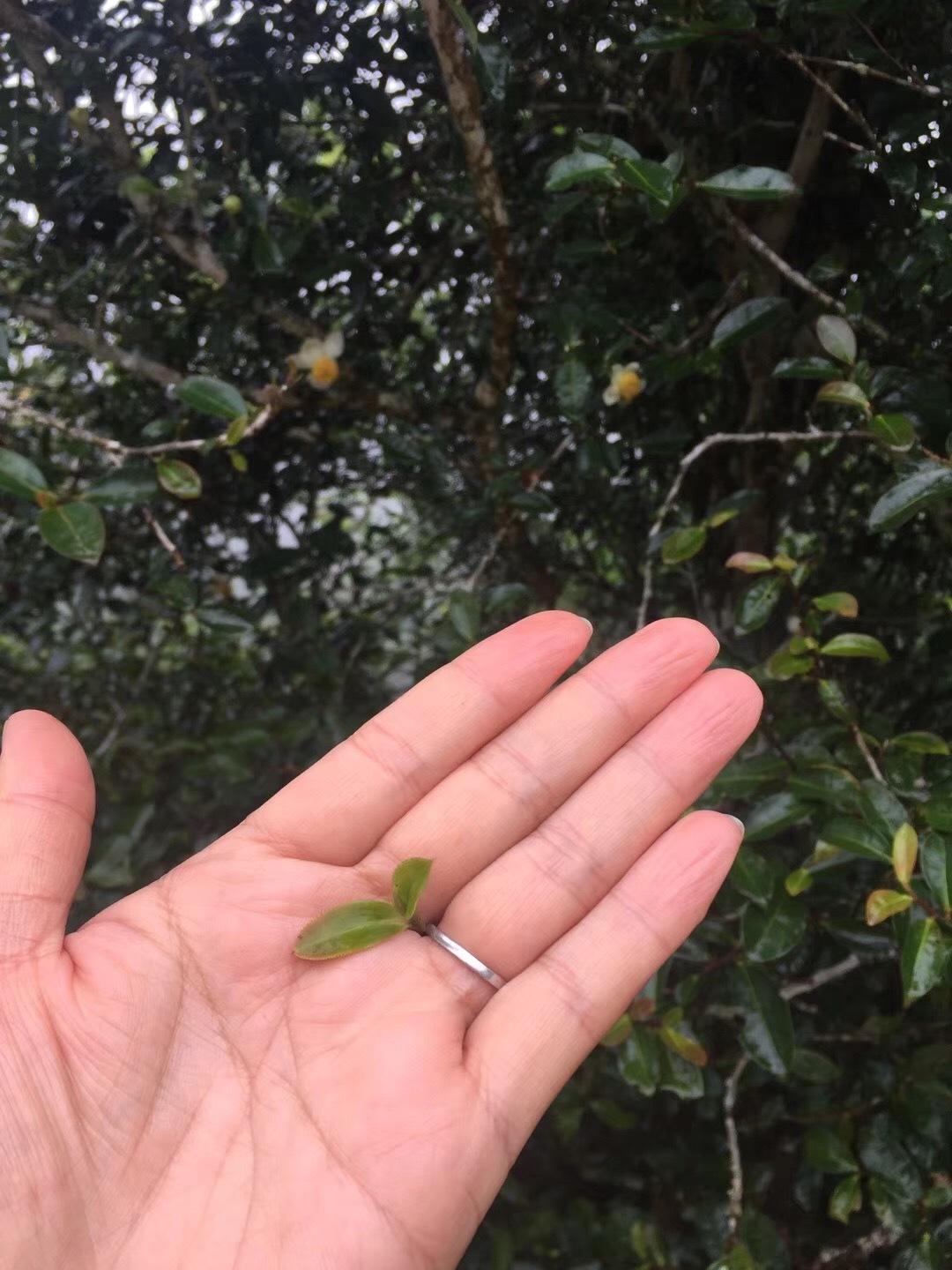 2022年倚邦貓耳朵古樹(shù)春茶價(jià)格？