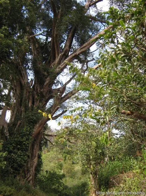 2022年蠻磚古樹(shù)春茶多少錢(qián)一公斤？