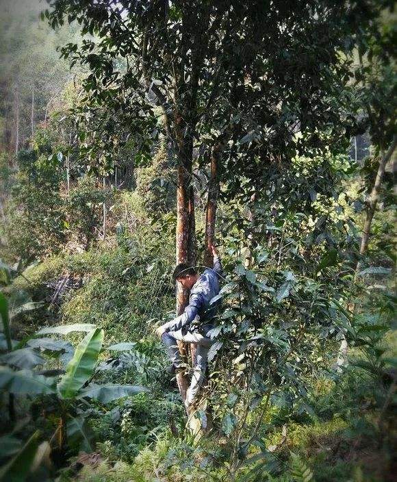 2022年桃子寨古樹(shù)春茶特點(diǎn)？