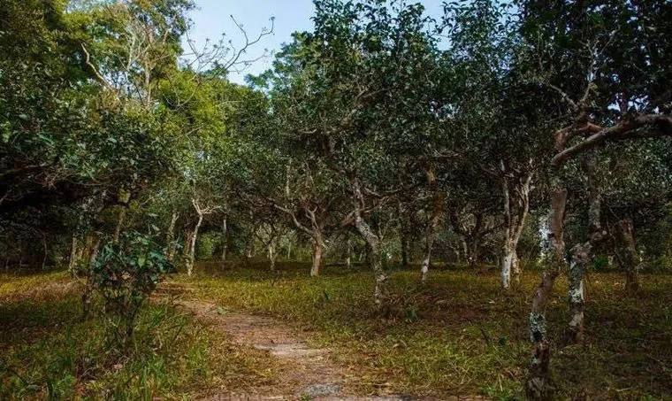 2022年桃子寨古樹(shù)春茶價(jià)格？