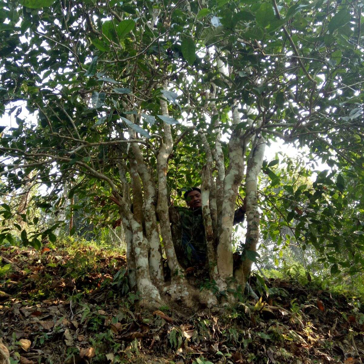 2022年蠻磚瓦龍古樹(shù)春茶特點(diǎn)？