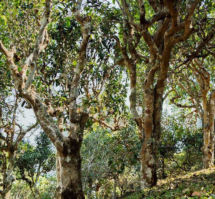 2022年蠻磚瓦龍古樹(shù)春茶價(jià)格？