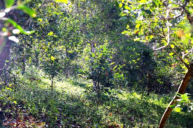 2022年革登古樹(shù)春茶價(jià)格?