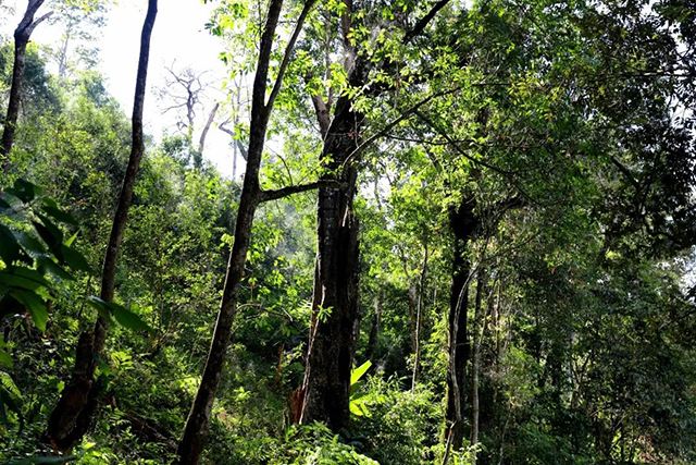 2022年革登古樹春茶，可飲可藏的絕佳茶品