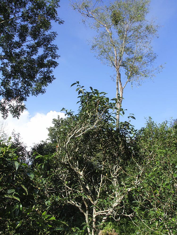 2022年莽枝古樹春茶口感？