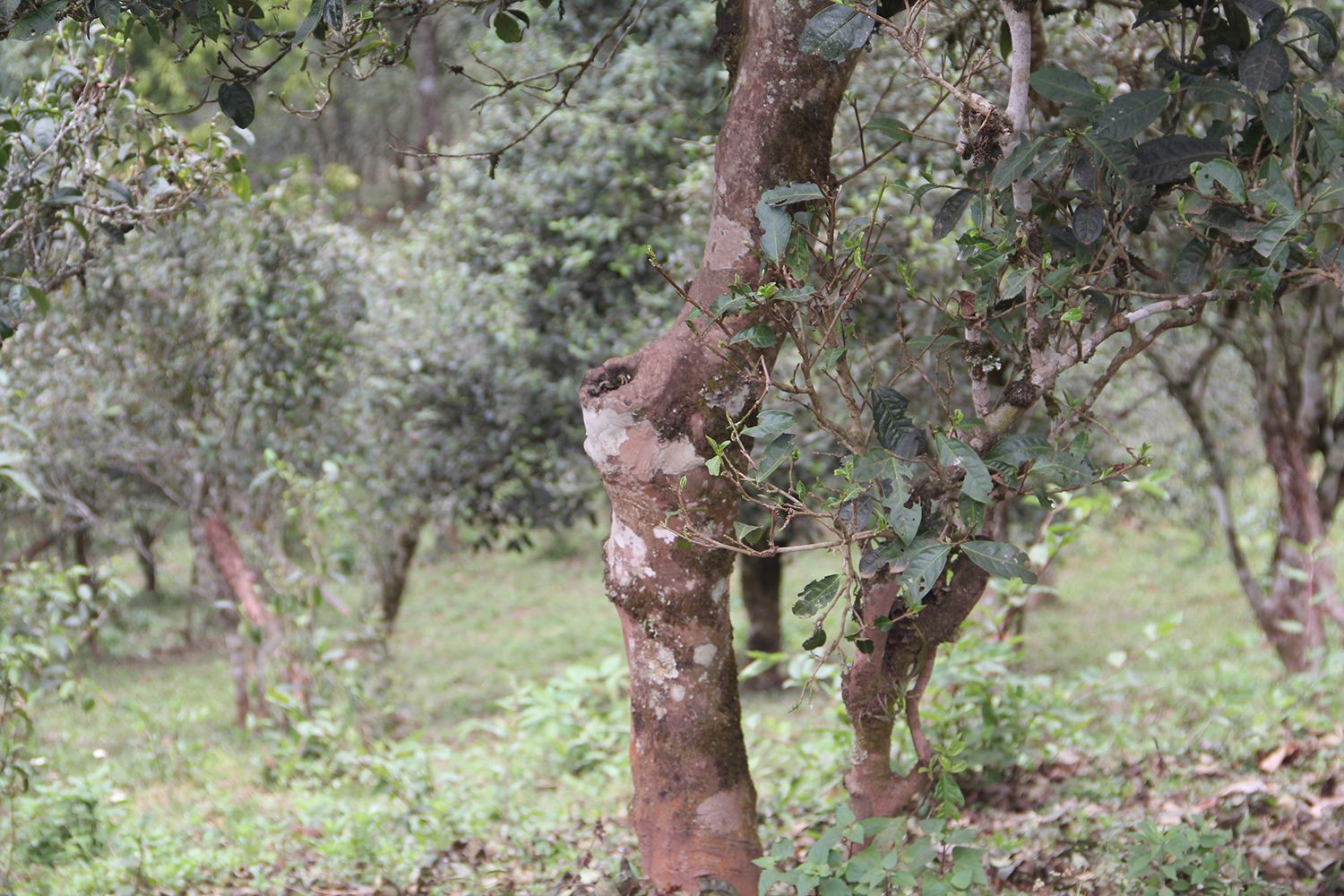 2022年莽枝古樹春茶價格？