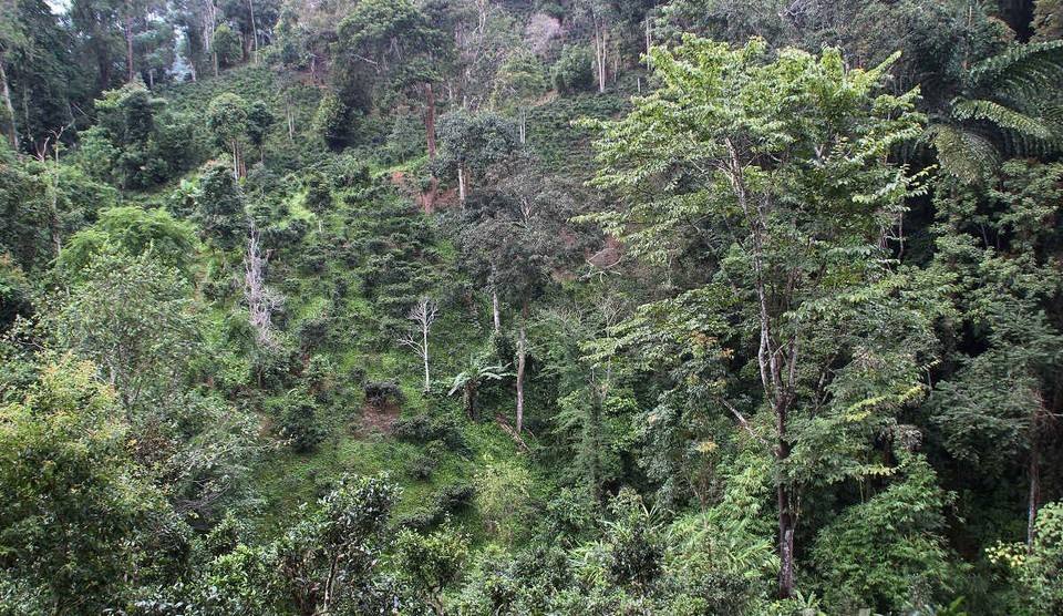 2022年攸樂古樹春茶價格？