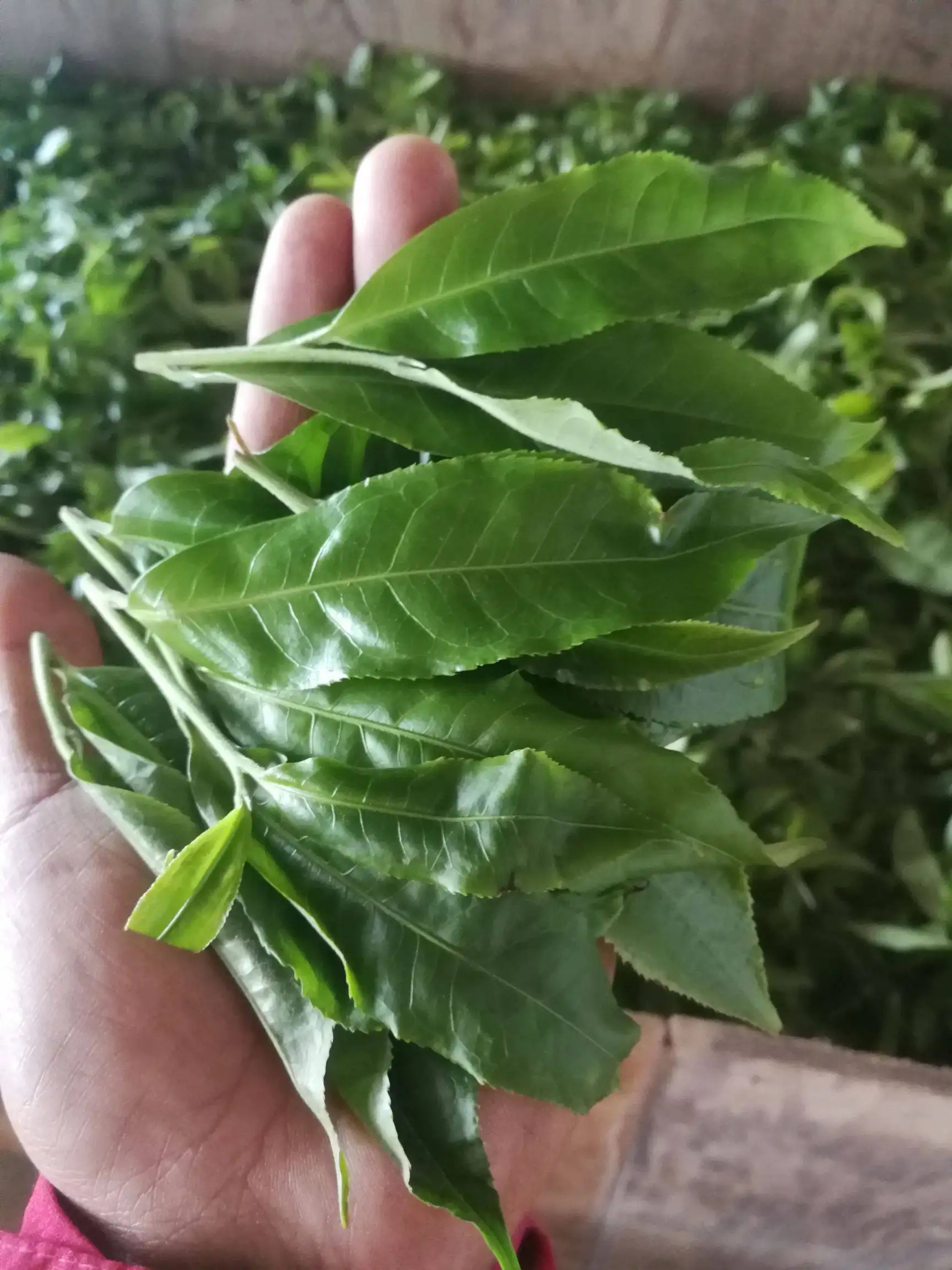 2022年易武曼秀古樹春茶價(jià)格？