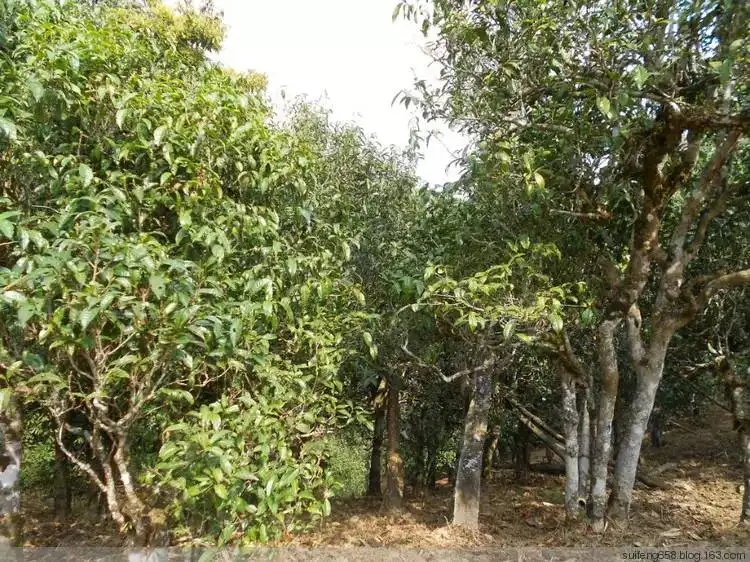 普洱茶山野味怎么解釋？