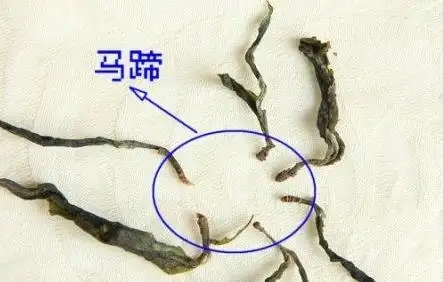 馬蹄竟然還能喝？普洱茶里的馬蹄你有了解過(guò)嗎？