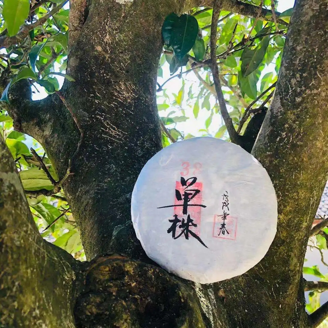 普洱茶單株是什么，好在哪里？