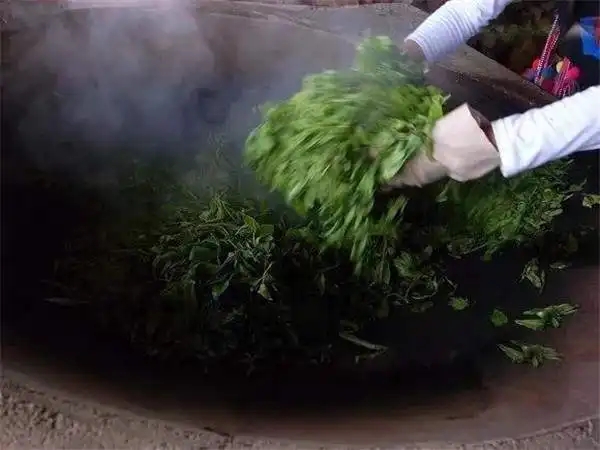 普洱茶為什么要殺青？