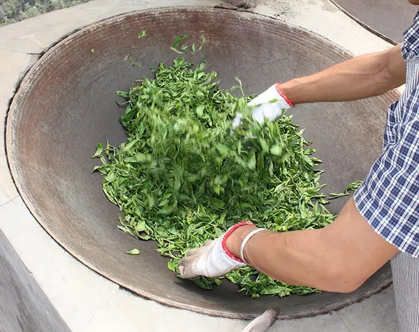 “殺青”是如何影響普洱茶品質(zhì)的？
