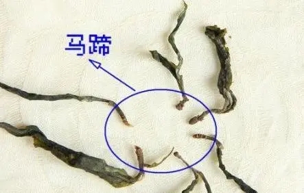 馬蹄竟然還能喝？普洱茶里的馬蹄你有了解過(guò)嗎？