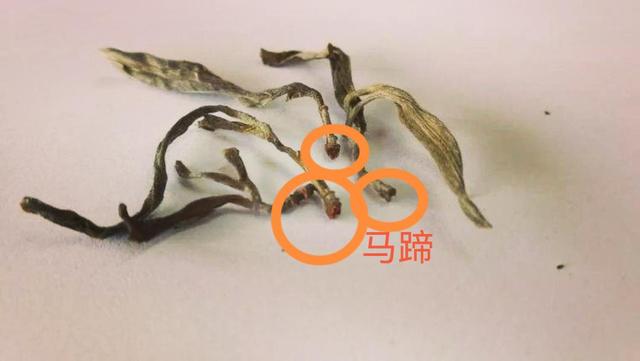 “馬蹄梗”多少跟季節(jié)有關系？