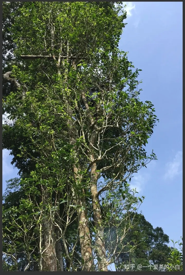 高桿古樹(shù)做成的普洱茶，憑什么紅遍大江南北？