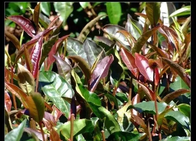 紫芽普洱茶真的都很珍貴嗎？這篇文章說(shuō)到你心坎上了