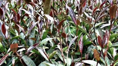 紫芽普洱是什么茶？