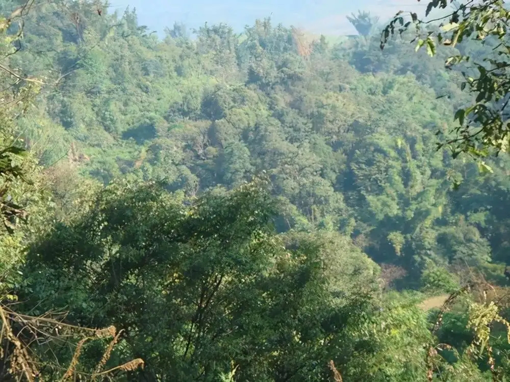 茶山紀(jì)實(shí)：再進(jìn)犀牛塘，不一樣的感覺(jué)；菁瑤可以預(yù)見(jiàn)的豐收年