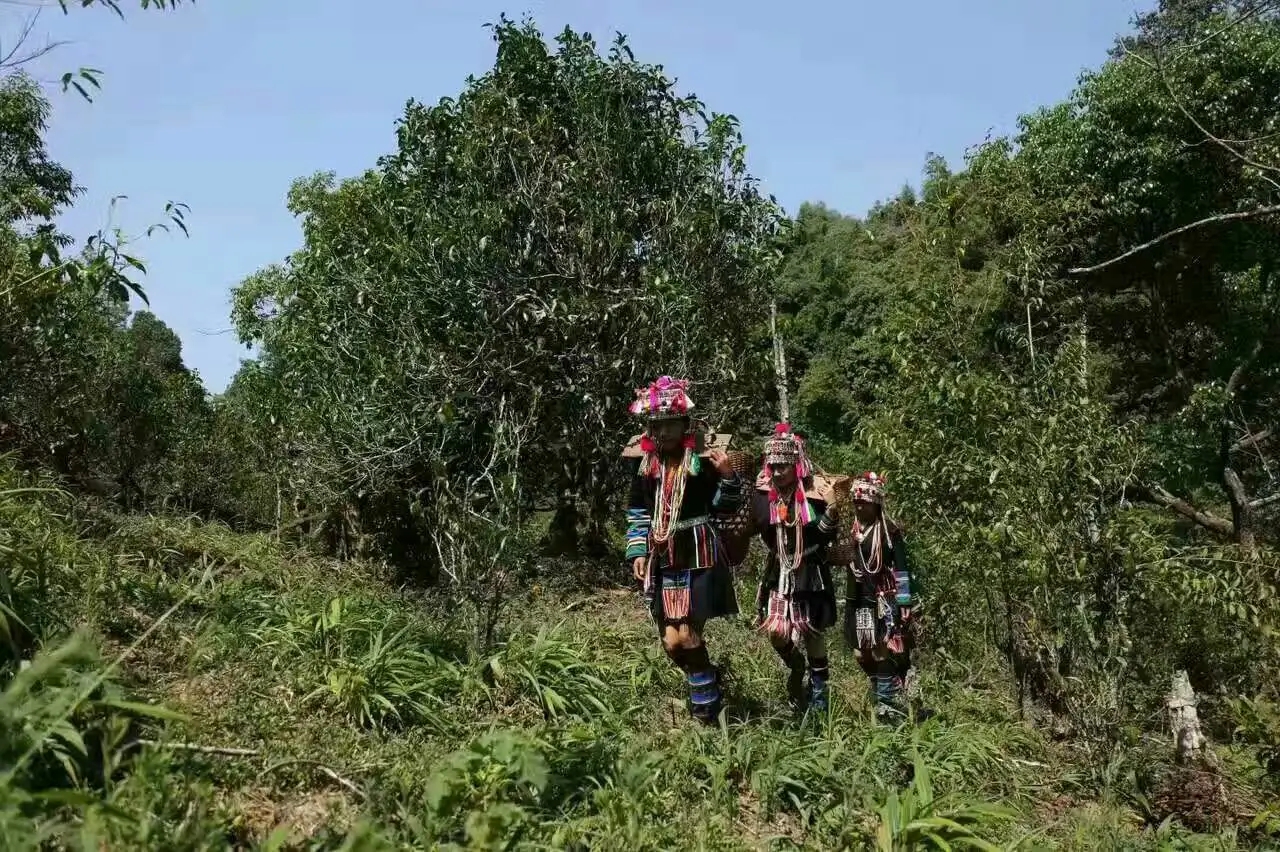 【好茶知味】南糯山石頭老寨拔瑪古樹：醇柔之質(zhì)，綿遠之韻