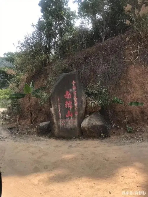 古茶第一村”，你見(jiàn)過(guò)這樣的茶樹(shù)嗎？