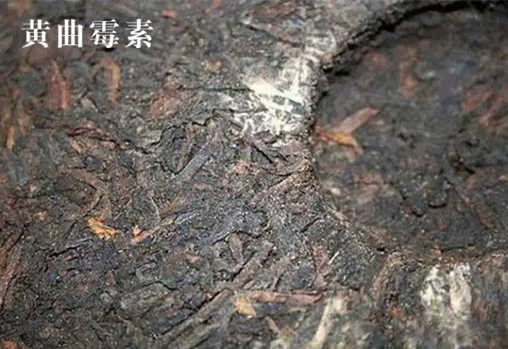 普洱茶有黃曲霉毒素，喝了會(huì)致癌？不黑不吹，咱用事實(shí)說話