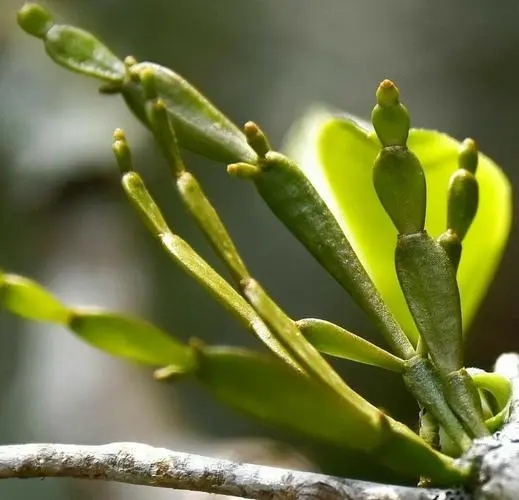“螃蟹腳”是什么？