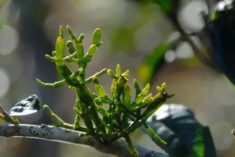 什么是螃蟹腳？茶界的螃蟹腳可能和你想的不一樣！