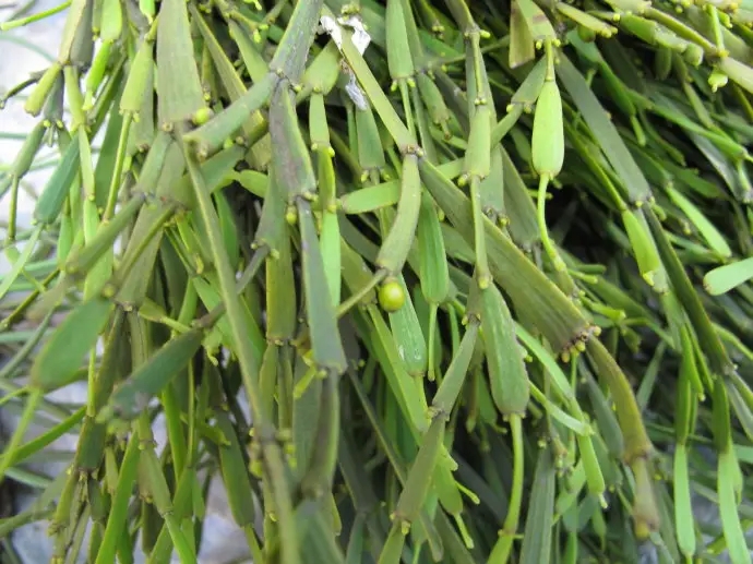 普洱茶中的“螃蟹腳”，到底是什么？如何辨別？