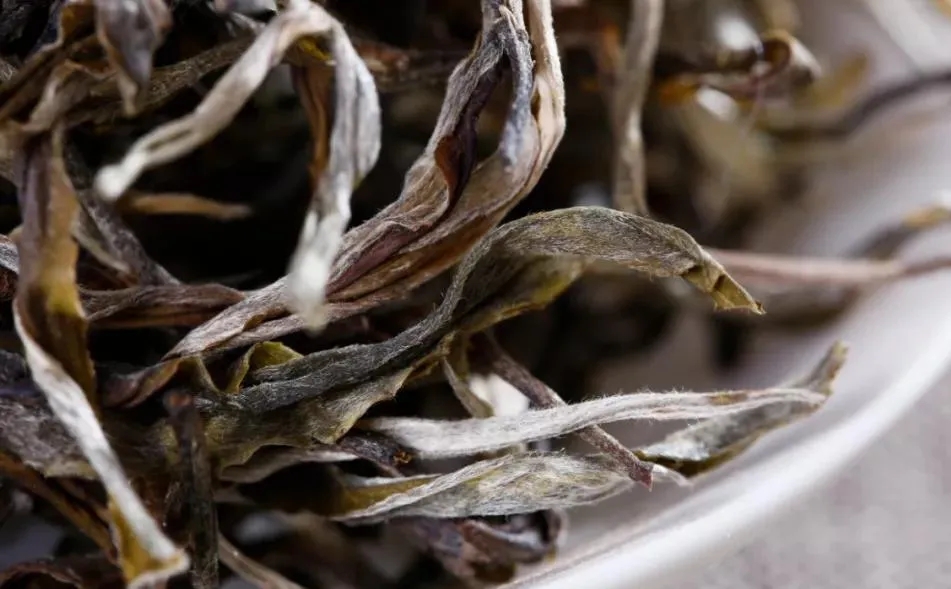 普洱茶樹生長的海拔越高，品質就越好嗎？