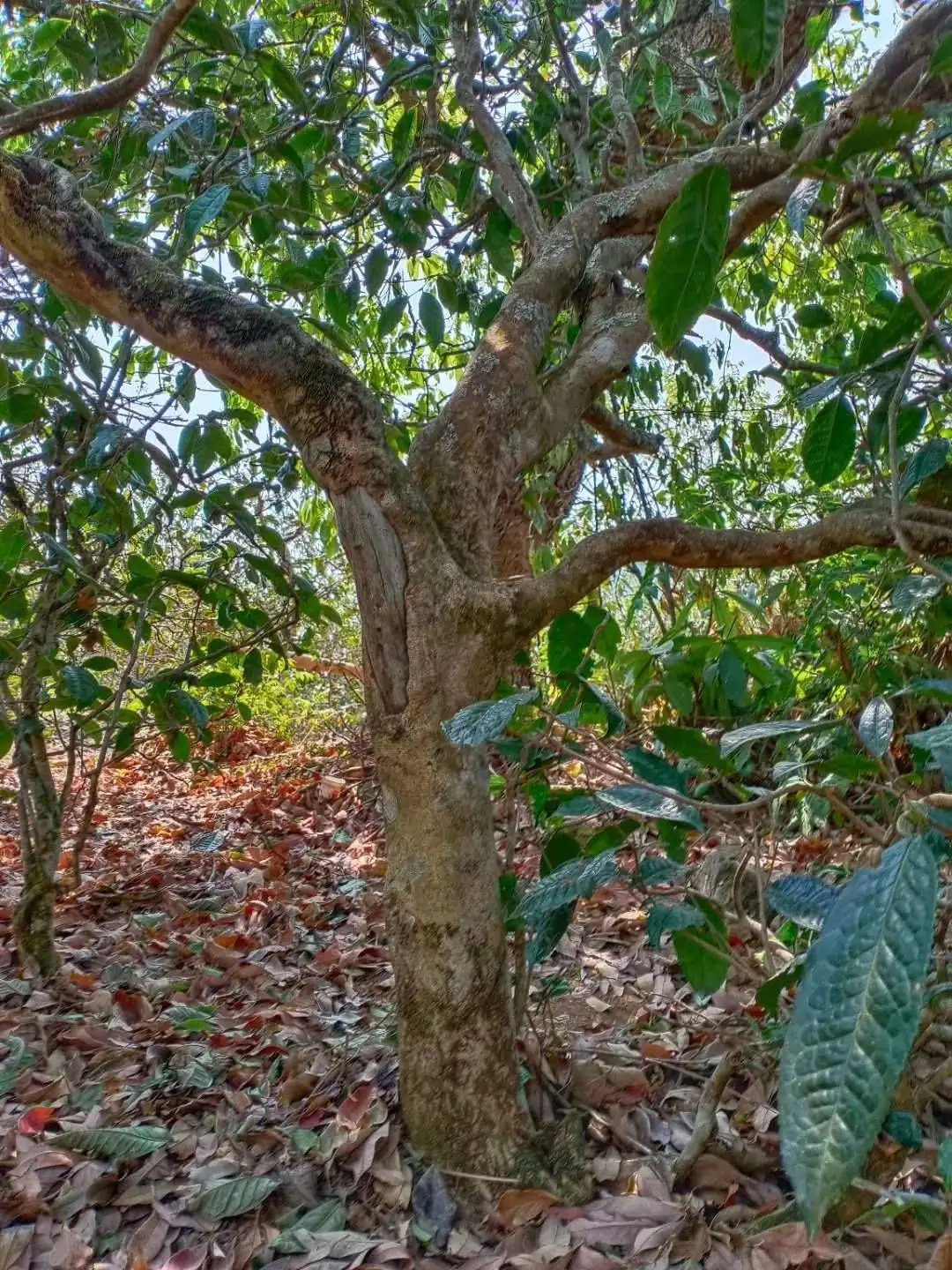 一山一韻，普洱茶的山韻
