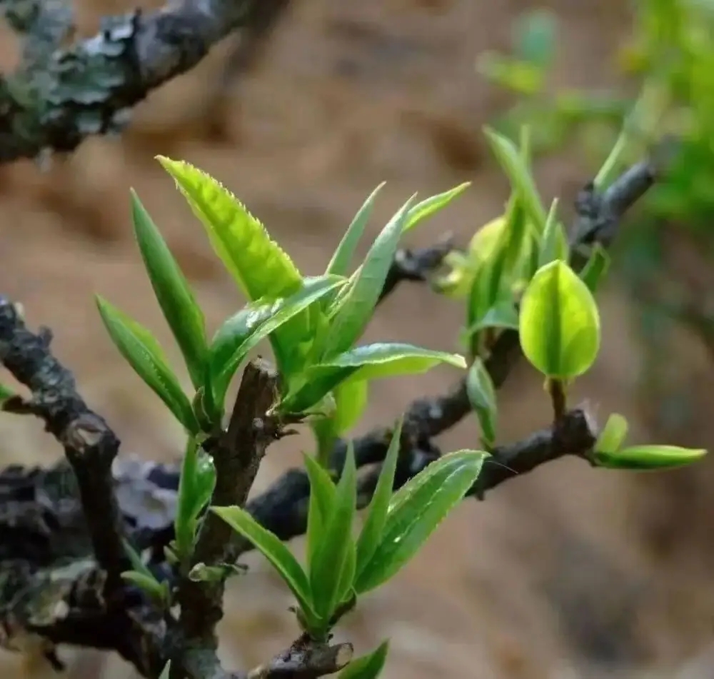 刮風寨不可言傳的山野氣韻