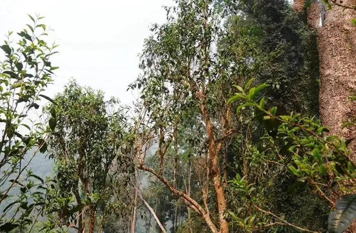 易武白茶園 | 量少珍稀古樹茶、易武茶中的佼佼者~香揚水柔有內(nèi)質(zhì)