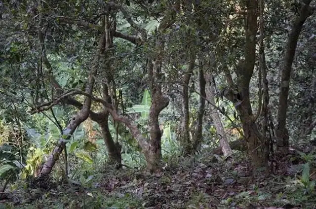 一山一味，山頭茶存在的意義究竟是什么？