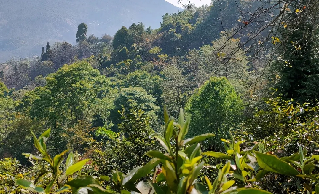 “一山一味”的普洱山頭,分別是什么味?